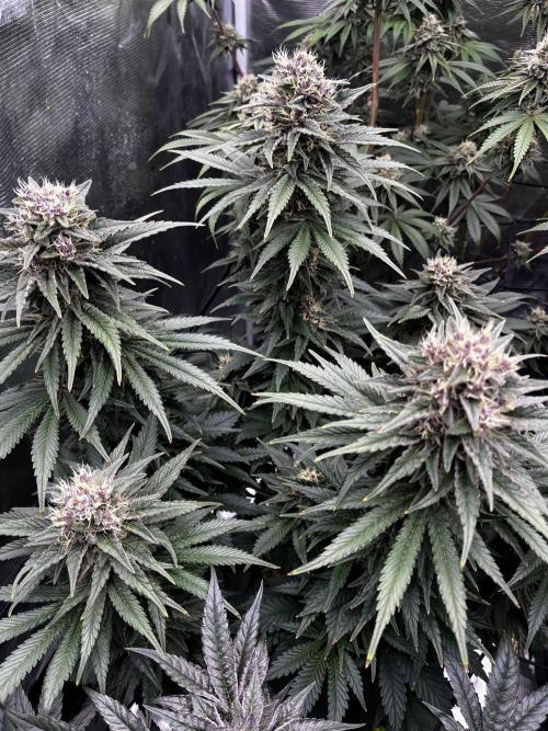 Grow 5.4 | Zamnesia | Purple Urkle. Week 11