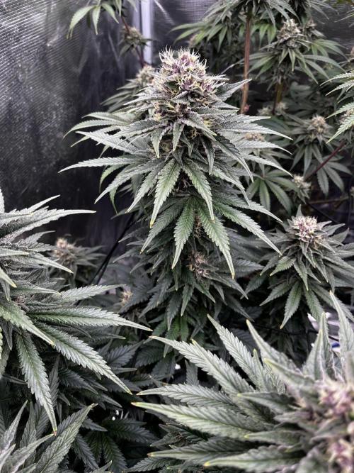 Grow 5.4 | Zamnesia | Purple Urkle. Week 11