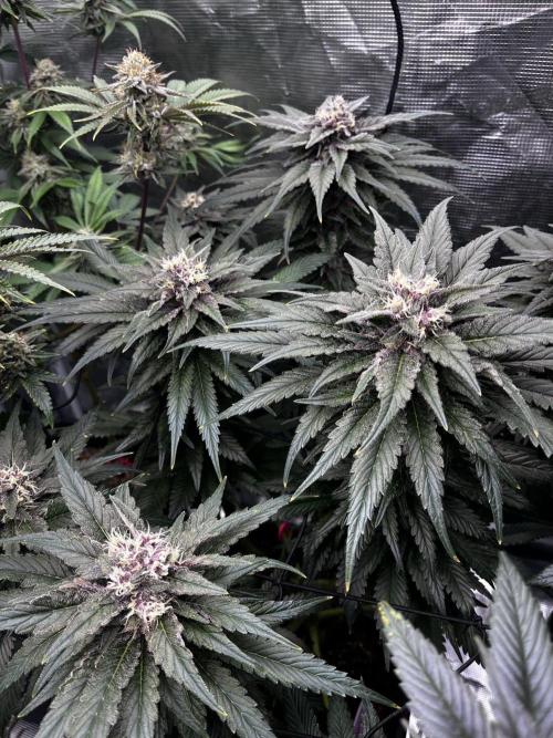 Grow 5.4 | Zamnesia | Purple Urkle. Week 11