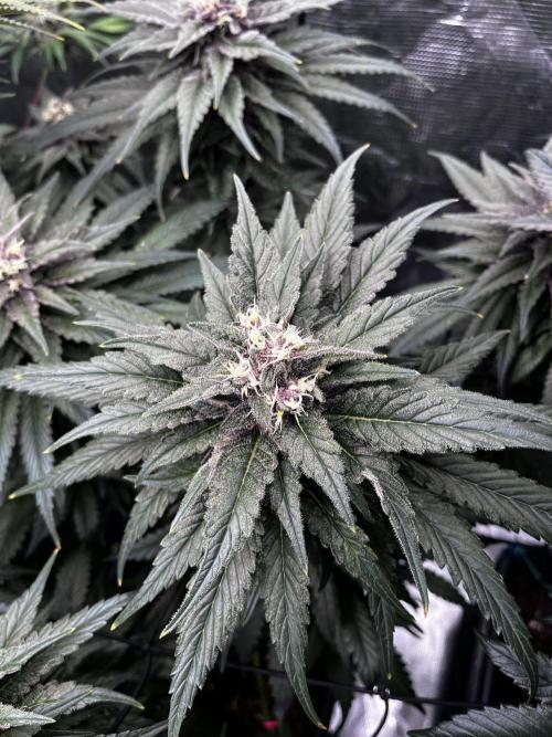 Grow 5.4 | Zamnesia | Purple Urkle. Week 11