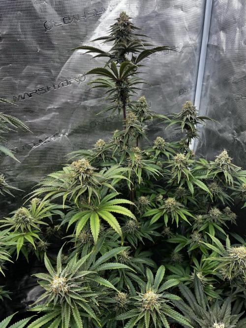 Grow 5.3| Zamnesia | Lemon Cherry Gelato. Week 11