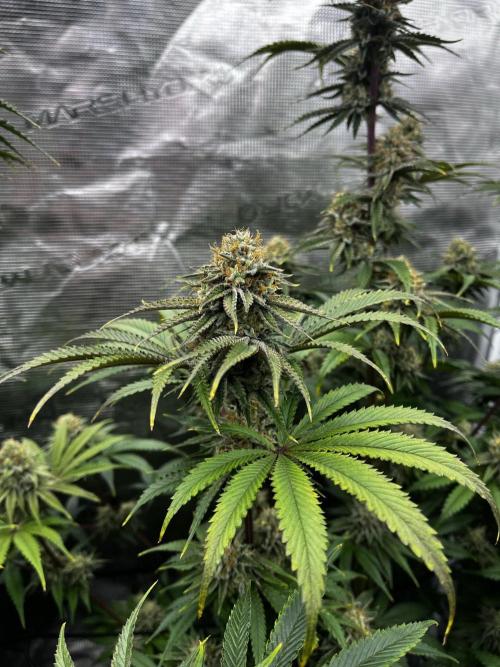 Grow 5.3| Zamnesia | Lemon Cherry Gelato. Week 11