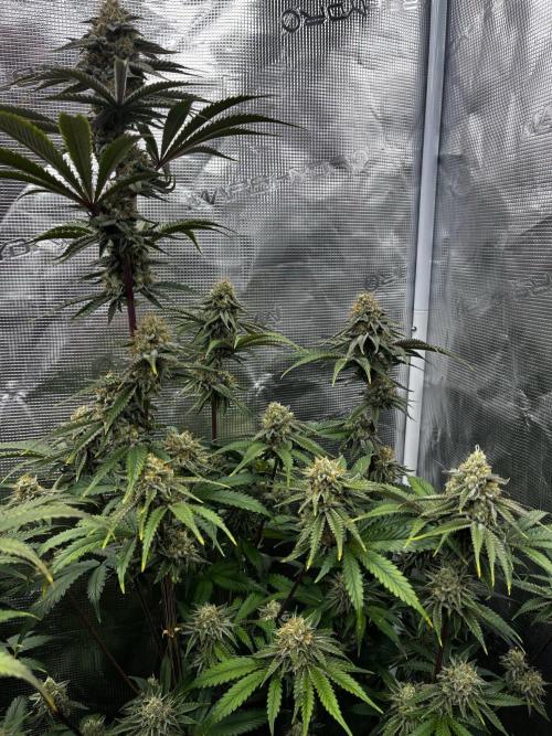 Grow 5.3| Zamnesia | Lemon Cherry Gelato. Week 11