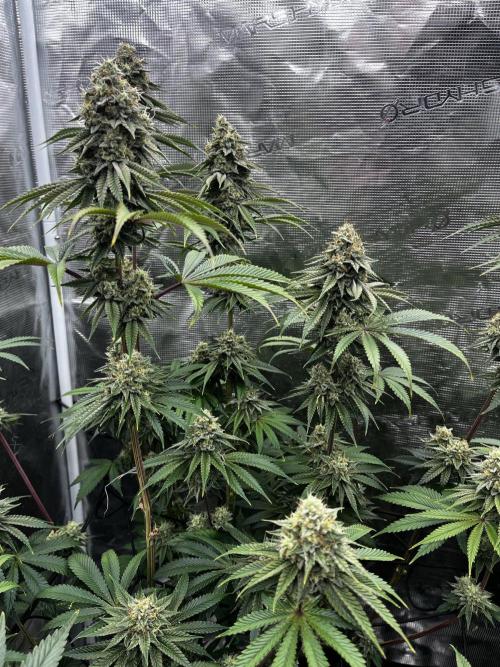 Grow 5.3| Zamnesia | Lemon Cherry Gelato. Week 11