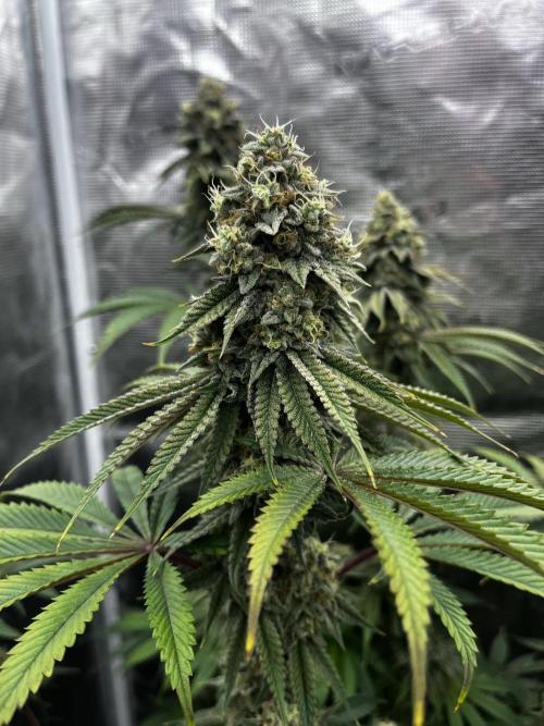 Grow 5.3| Zamnesia | Lemon Cherry Gelato. Week 11