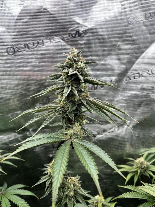 Grow 5.3| Zamnesia | Lemon Cherry Gelato. Week 11