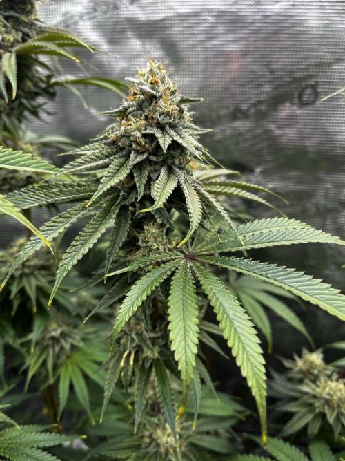 Grow 5.3| Zamnesia | Lemon Cherry Gelato. Week 11