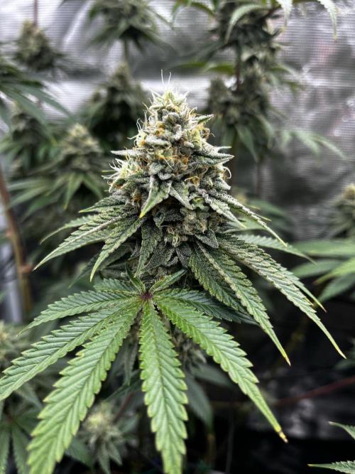 Grow 5.3| Zamnesia | Lemon Cherry Gelato. Week 11