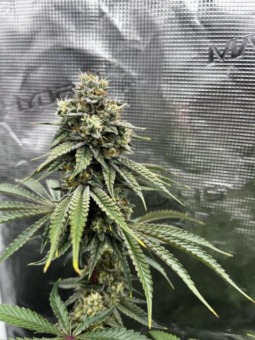 Grow 5.3| Zamnesia | Lemon Cherry Gelato. Week 11