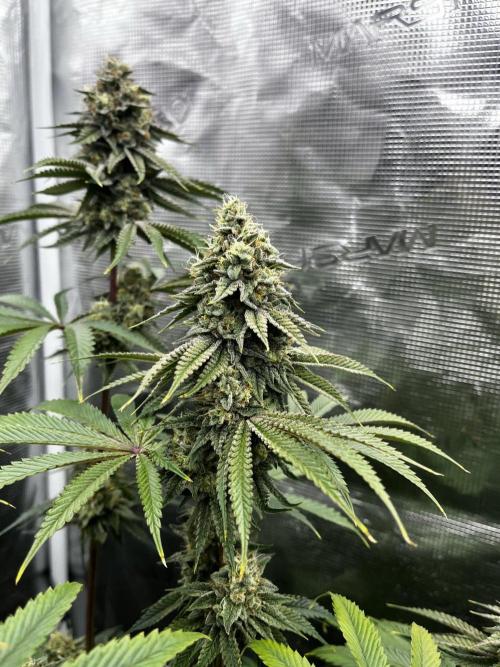 Grow 5.3| Zamnesia | Lemon Cherry Gelato. Week 11