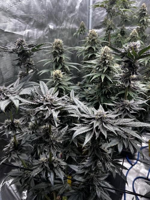 Grow 5.5 | Humboldt | Vanilla Frosting. Week 11