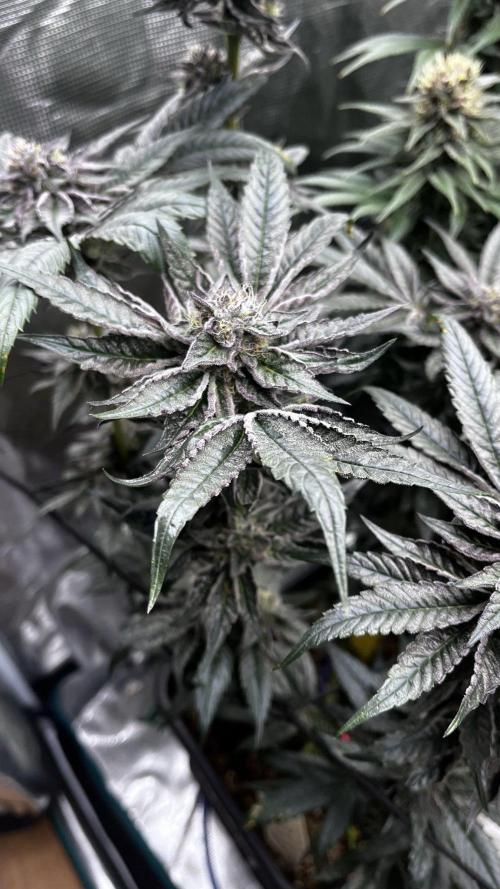 Grow 5.5 | Humboldt | Vanilla Frosting. Week 11