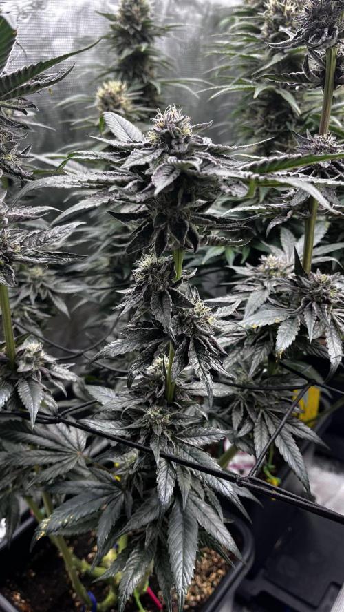 Grow 5.5 | Humboldt | Vanilla Frosting. Week 11