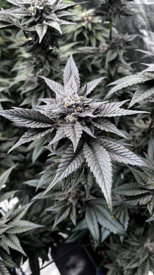 Grow 5.5 | Humboldt | Vanilla Frosting. Week 11