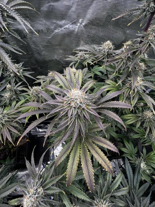 Grow 5.3| Zamnesia | Lemon Cherry Gelato. Week 12