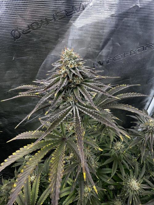 Grow 5.3| Zamnesia | Lemon Cherry Gelato. Week 12