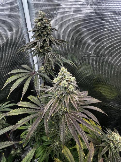 Grow 5.3| Zamnesia | Lemon Cherry Gelato. Week 12