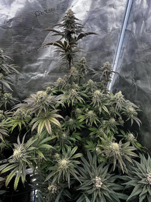 Grow 5.3| Zamnesia | Lemon Cherry Gelato. Week 12