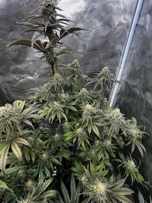 Grow 5.3| Zamnesia | Lemon Cherry Gelato. Week 12