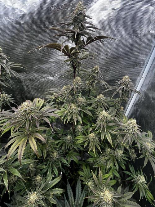 Grow 5.3| Zamnesia | Lemon Cherry Gelato. Week 12