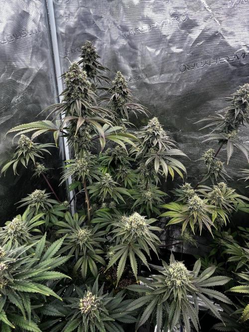 Grow 5.3| Zamnesia | Lemon Cherry Gelato. Week 12