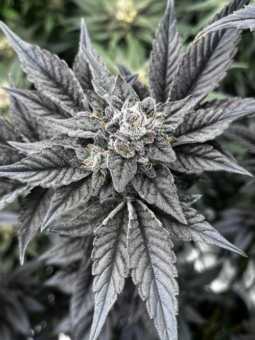 Grow 5.5 | Humboldt | Vanilla Frosting. Week 12