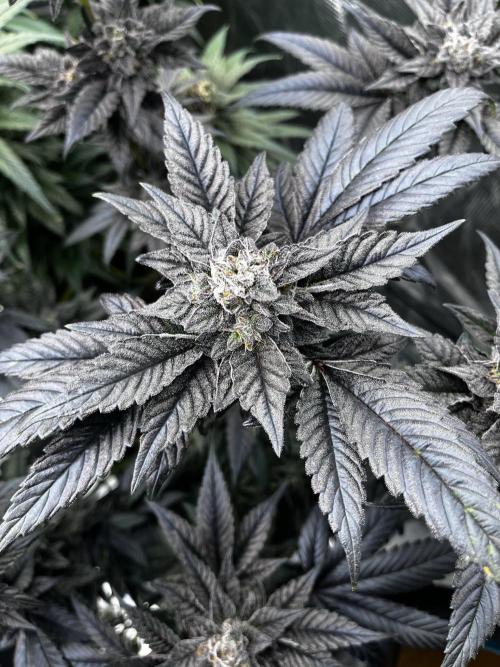 Grow 5.5 | Humboldt | Vanilla Frosting. Week 12