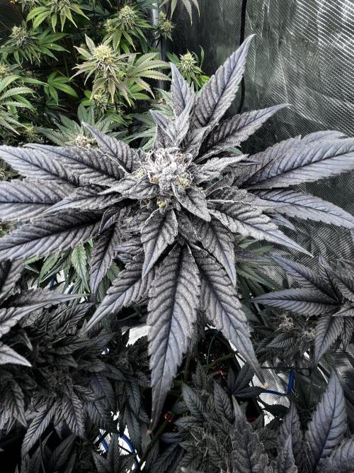 Grow 5.5 | Humboldt | Vanilla Frosting. Week 12