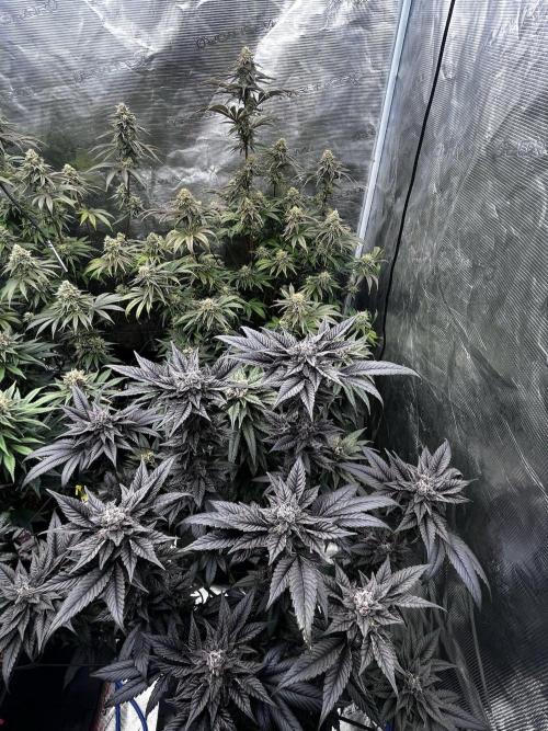 Grow 5.5 | Humboldt | Vanilla Frosting. Week 12