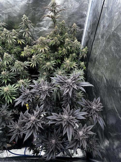 Grow 5.5 | Humboldt | Vanilla Frosting. Week 12