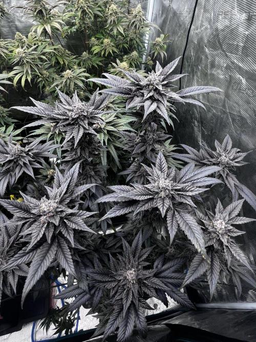 Grow 5.5 | Humboldt | Vanilla Frosting. Week 12