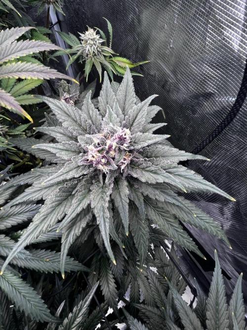 Grow 5.4 | Zamnesia | Purple Urkle. Week 12