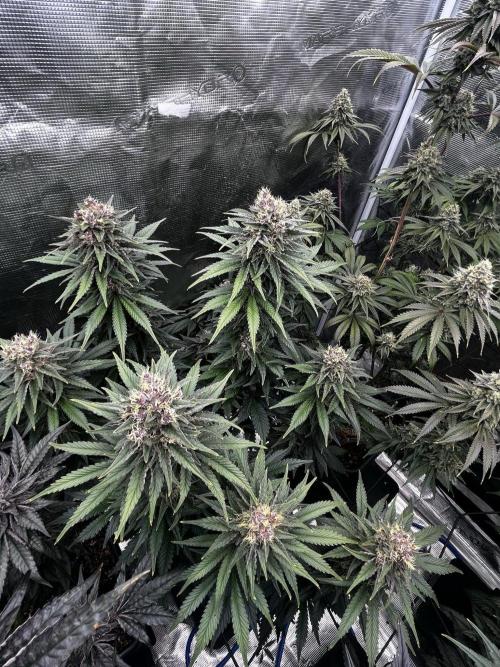 Grow 5.4 | Zamnesia | Purple Urkle. Week 12