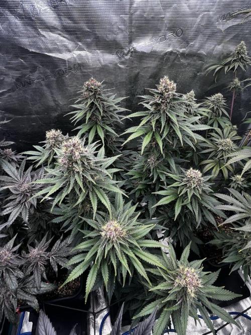 Grow 5.4 | Zamnesia | Purple Urkle. Week 12