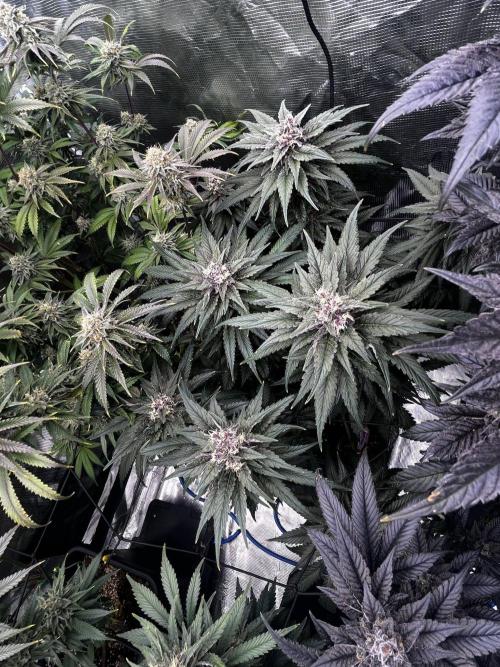 Grow 5.4 | Zamnesia | Purple Urkle. Week 12