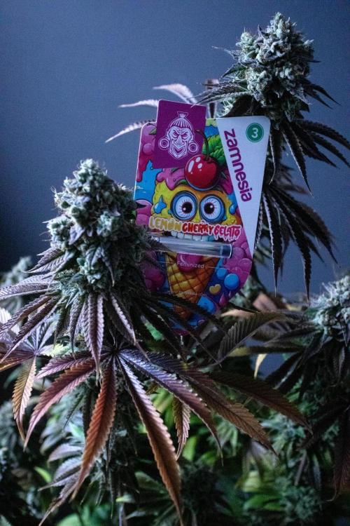 Grow 5.3| Zamnesia | Lemon Cherry Gelato. Week 13