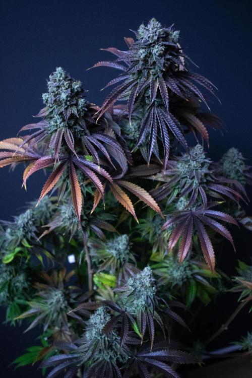 Grow 5.3| Zamnesia | Lemon Cherry Gelato. Week 13