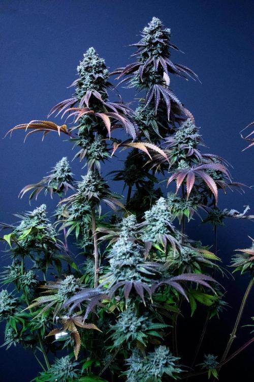 Grow 5.3| Zamnesia | Lemon Cherry Gelato. Week 13