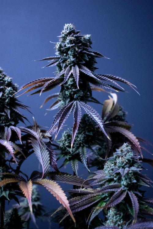 Grow 5.3| Zamnesia | Lemon Cherry Gelato. Week 13