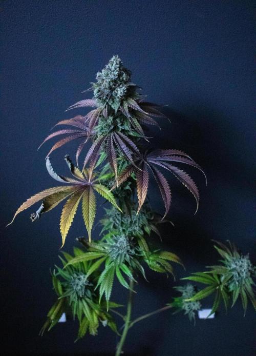 Grow 5.3| Zamnesia | Lemon Cherry Gelato. Week 13