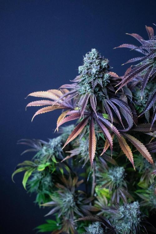 Grow 5.3| Zamnesia | Lemon Cherry Gelato. Week 13