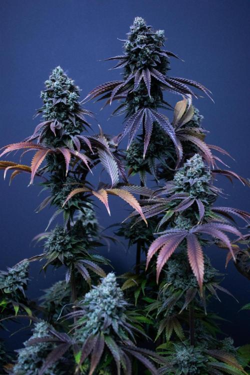 Grow 5.3| Zamnesia | Lemon Cherry Gelato. Week 13