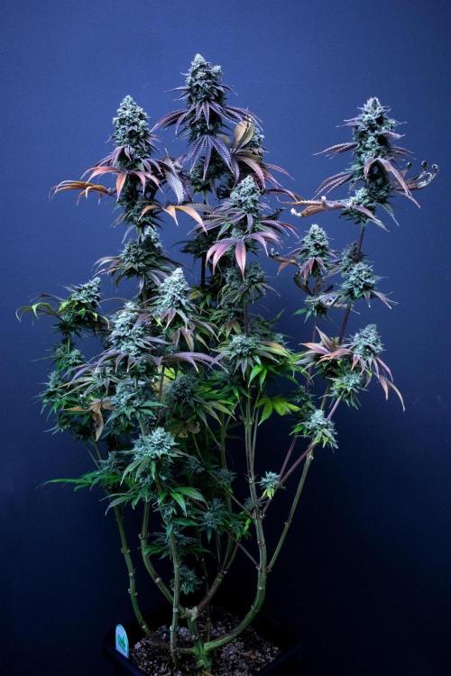 Grow 5.3| Zamnesia | Lemon Cherry Gelato. Week 13