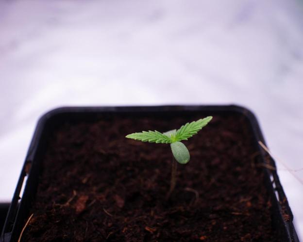 Grow 6.3 | Mendo Dope Farms | Skoochie. Week 0