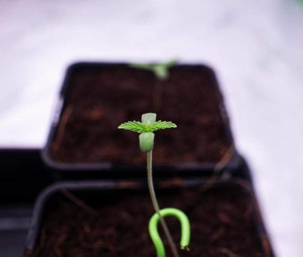 Grow 6.3 | Mendo Dope Farms | Skoochie. Week 0