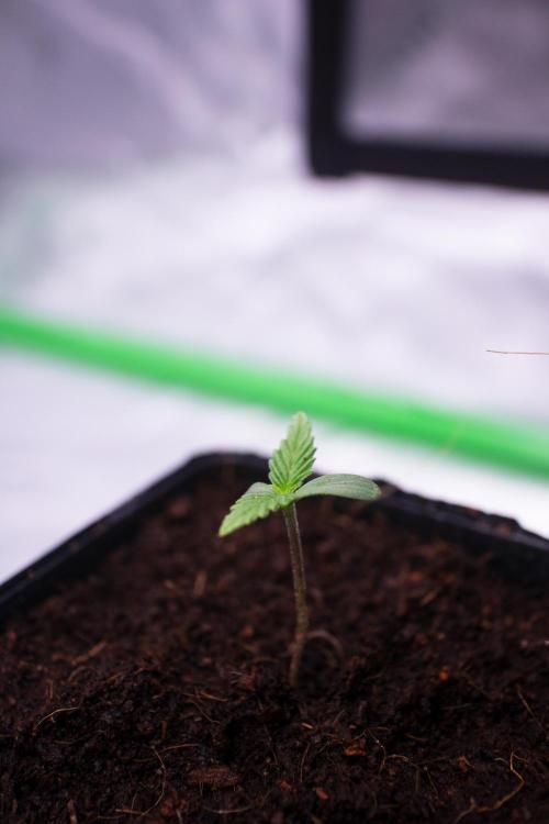 Grow 6.3 | Mendo Dope Farms | Skoochie. Week 0