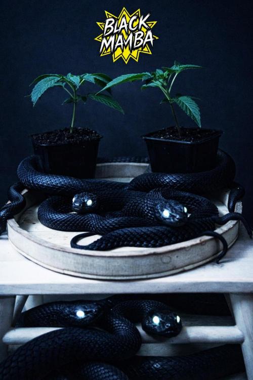 Grow 6.2 | Doctors Choice | Black Mamba. Week 2