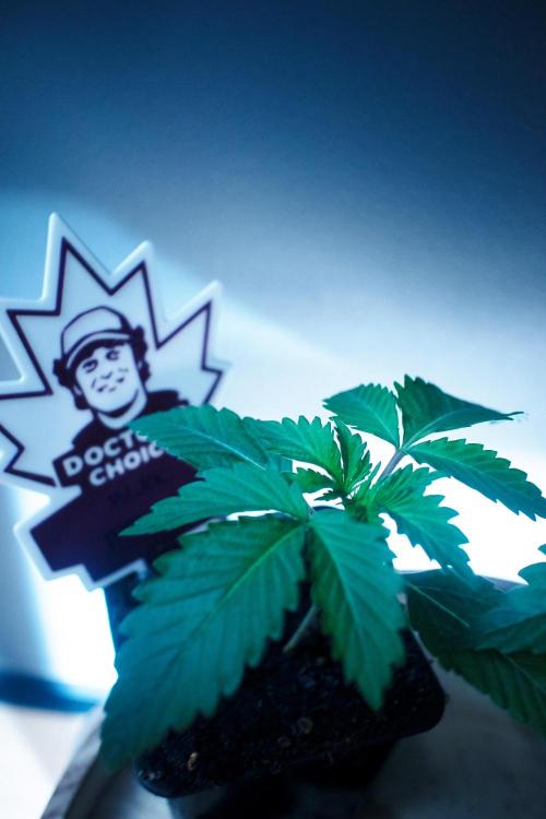 Grow 6.2 | Doctors Choice | Black Mamba. Week 2