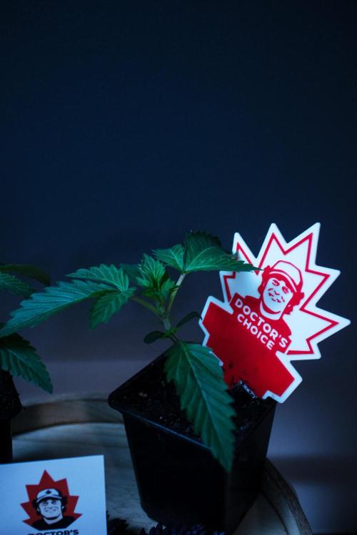 Grow 6.2 | Doctors Choice | Black Mamba. Week 2