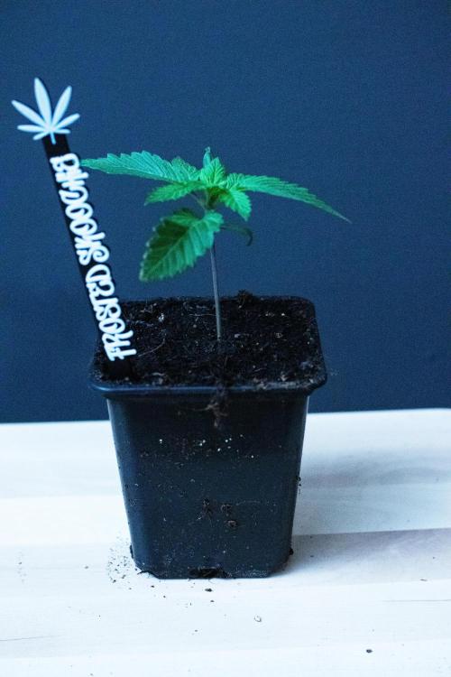 Grow 6.3 | Mendo Dope Farms | Skoochie. Week 2